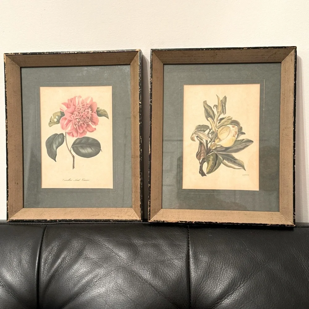 2 Vintage 1950s Framed Camellia &  agnes harrison Lithographs 11.25